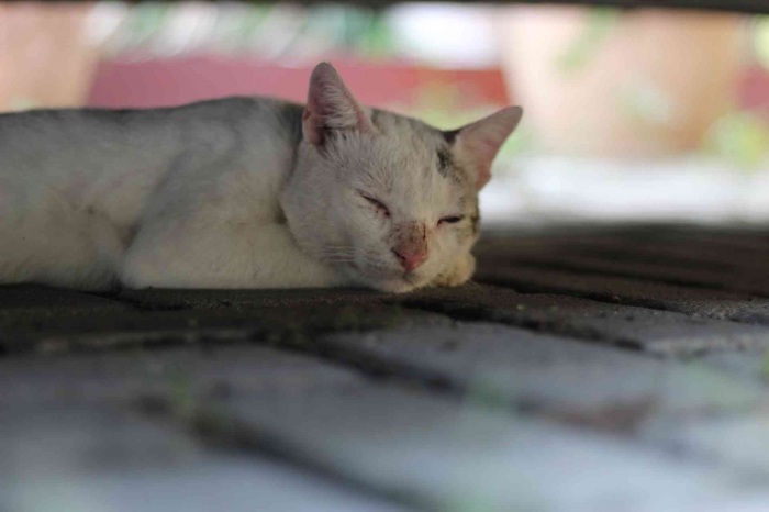 Input sumber gambar dokumen pribadi