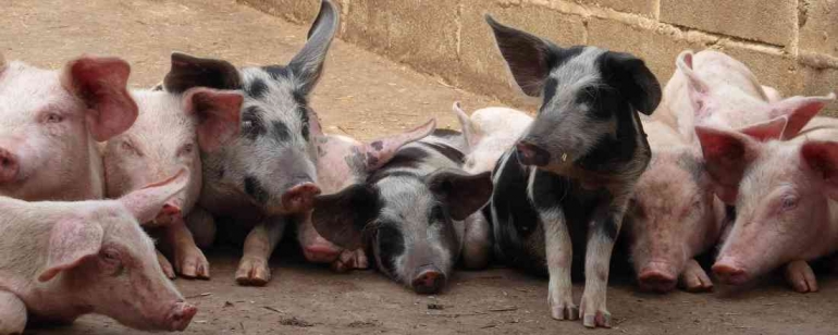 Ilustrasi peternakan babi-Foto: FAO  https://virtual-learning-center.fao.org/