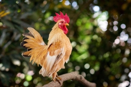 Ayam Jantan (Sumber: Pixabay.com/Xun Tun Anh ng)