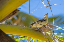 Seekor burung bertengger di dahan kelapa/By Cesar Amaral/Sumber: https://www.pexels.com