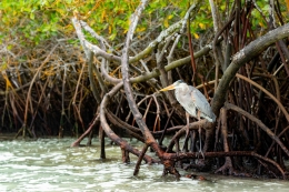 Burung bangau di akar pohon bakau/By Diego F. Parra/Sumber: https://www.pexels.com