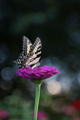 Kupu-kupu hinggap di bunga yang mekar/By Jennifer Murray/Sumber: pexels.com