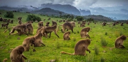Ada banyak monyet di Taman Nasional Pegunungan Simien, Etiopia. (sumber: Tripadvisor)
