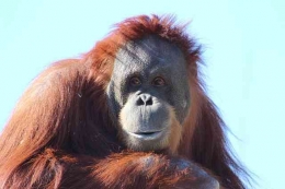 Ilutsrasi Orangutan-sumber: Pixabay
