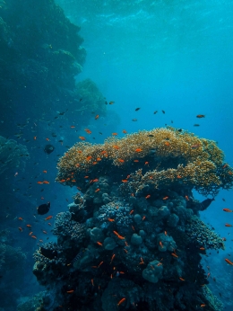 Struktur terumbu karang menjadi rumah untuk hewan laut/By Francesco Ungaro/Sumber: https://www.pexels.com