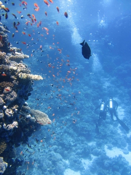 Terumbu karang dan para penyelam/By Pixabay/Sumber: https://www.pexels.com