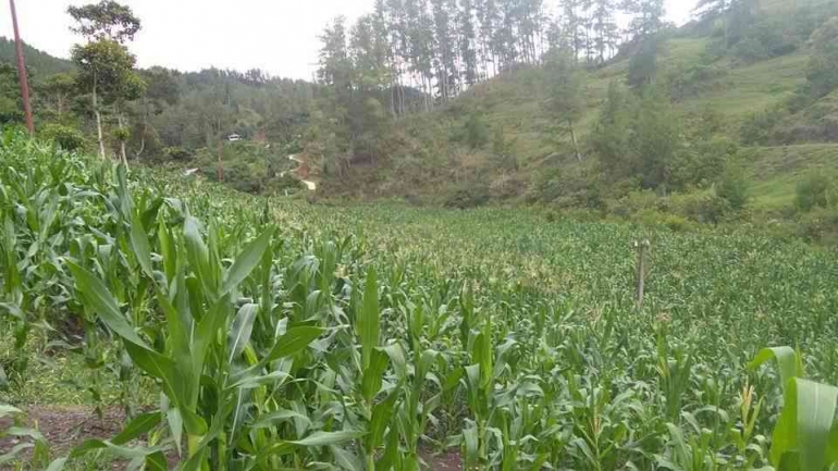 Ladang jagung di pelosok Tana Toraja. Sumber: dokumentasi pribadi