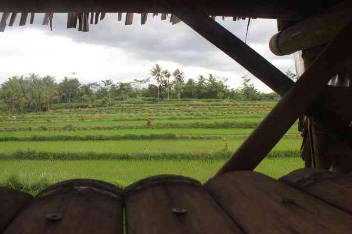 dokumen Joko dwiatmoko  hamparan tanaman padi di desa