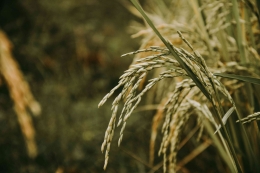 Tanaman padi | Sumber gambar: Sandy Ravaloniaina
