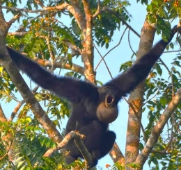 Imbo (Owa Siamang) bergelantungan di habitatnya di Batangtoru forest. Foto : Facebook/Marno Siagian
