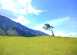Pohon Jomlo yang kesepian di Bukit Beta, Tuktuk Siadong, Samosir (Sumber: Holl R. via Google Map)