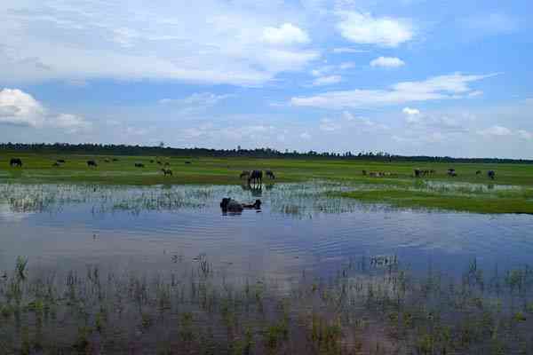 Habitat Kerbau Rawa di Rawa Gambut Sumatera Selatan | Mongabay.co.id