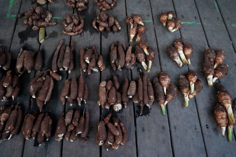 Beragam jenis umbi-umbian yang masih menjadi bagian dari sumber pangan lokal di Kampung Nelayan Siwalima, Kecamatan Pulau-pulau Aru, Kabupaten Kepulauan Aru, Maluku (KOMPAS/P RADITYA MAHENDRA YASA)