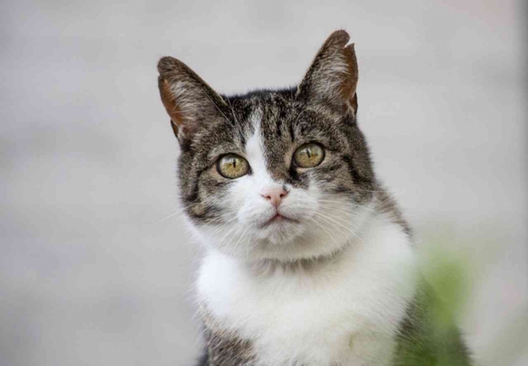 Kucing licik cambang (pixabay.com/minka2507)
