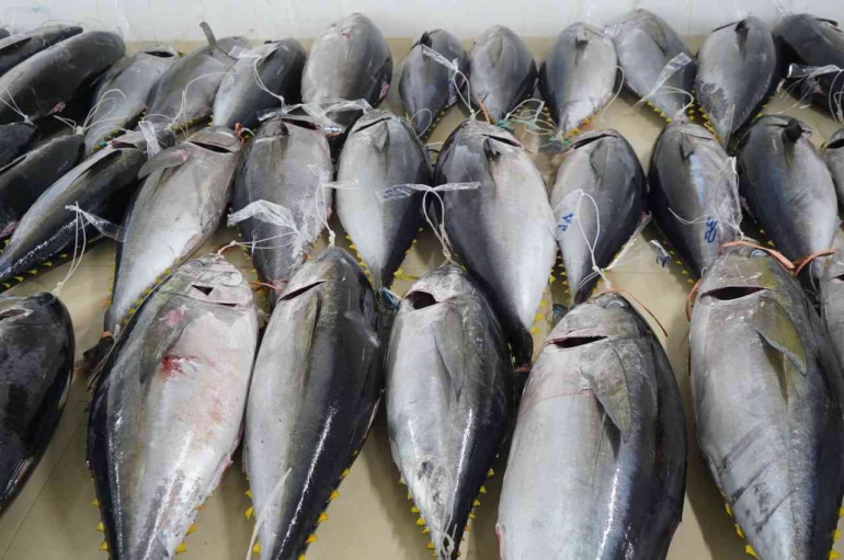 Hasil Tangkapan Ikan Tuna yang Siap di Ekspor ke Luar Negeri. (Sumber: https://kkp.go.id/)