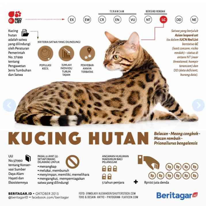 Pesona Kucing Ras Bengal dan Kucing Hutan Indonesia, Serupa Tapi Tidak ...