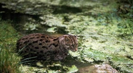 Kucing Bakau (Foto: GoodNewsFromIndonesia)