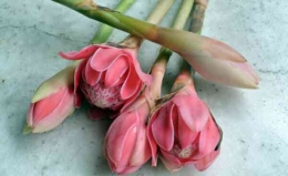 bunga kecombrang (tokoindonesia.com)