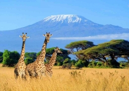 Gunung Kilimanjaro, puncak tertinggi di Afrika, terletak di Tanzania. (sumber: Much Better Adventures)