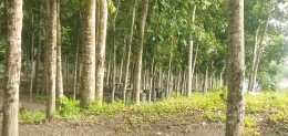 Bagian tengah hutan konservasi madani dengan rimbun pohon mahoni (dokpri)