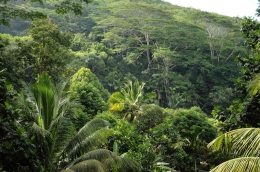 Hutan hujan tropis di Mahe, pulau terbesar di Seychelles. (sumber: Global-Geography)