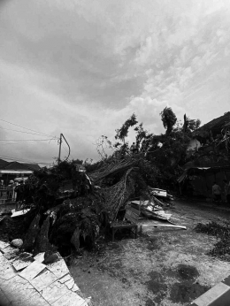 Foto: Vidi Susanto/ pohon tumbang di kabupaten subang