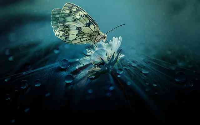 Ilustrasi kupu-kupu oleh Anja (Pixabay)