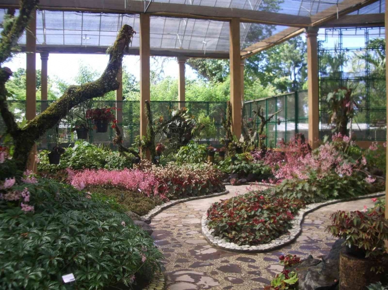 Koleksi Begonia Kebun Raya Bali setelah dibudidayakan dari hasil eksplorasi. Foto dokumentasi : Melani Kurnia Riswati