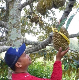 Durian Lokal (Markesen) Kebonrejo sumber gambar Guruh Sugeng Mulyono