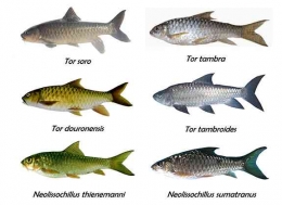 Ihan atau ikan Batak (Neolissochillus thienemanni) dalam perbandingan dengan ikan-ikan dari genus Tor. Mirip tapi tak sama (Foto: endi setiadi kartamihardja/teobisaqua.com)