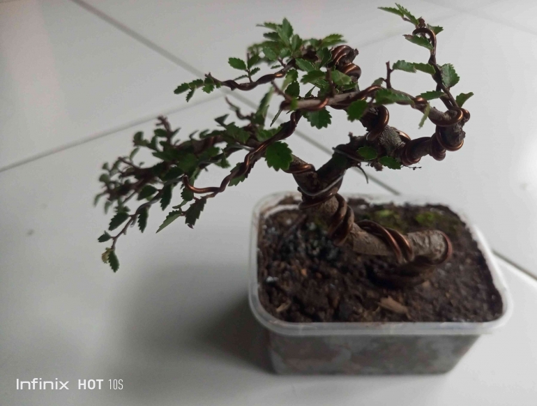 Merawat bonsai Ulmus (Chinese Elm) membutuhkan pemahaman mendalam tentang siklus hidup tanaman (dok. pribadi)