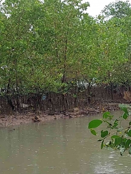 Ekosistem mangrove Waiheru Teluk Ambon (Sumber: koleksi pribadi)