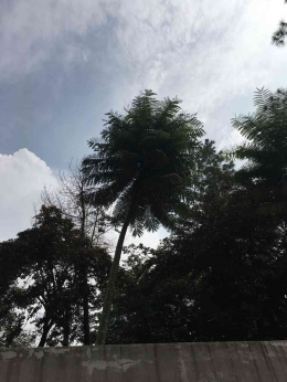 pohon-pohon tinggi di area Taman Literasi (dokpri)