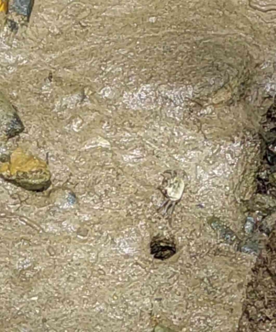 liang bioturbasi dan tipe substrat habitat kepiting biola (Sumber: koleksi pribadi)