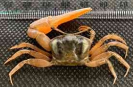 kepiting biola Uca vocans yang banyak ditemukan di Teluk Ambon (Sumber: Koleksi Pribadi)