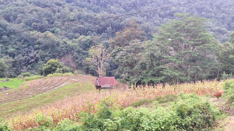 Sawah dan jagung yang ditanam bersebelahan di Kecamatan Rano. Sumber: dokumentasi pribadi