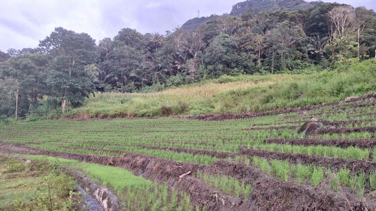 Persawahan tradisional dan ladang Jagung di Kecamatan Rano, Tana Toraja. Sumber: dokumentasi pribadi.