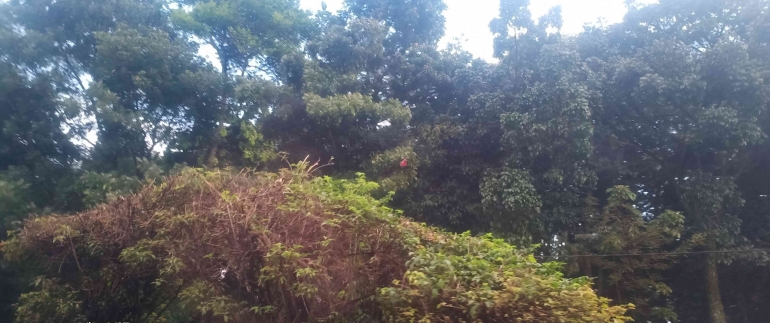 Taman Tegallega Hutan Kota yang Bikin Adem Cuaca Bandung (Foto: Dokpri)