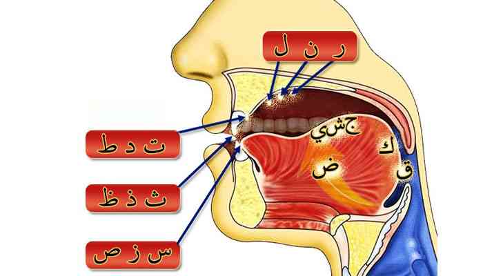 Ilustrasi gambar: https://markazqiroatindonesia.com/2022/02/04/makhraj-huruf-1/
