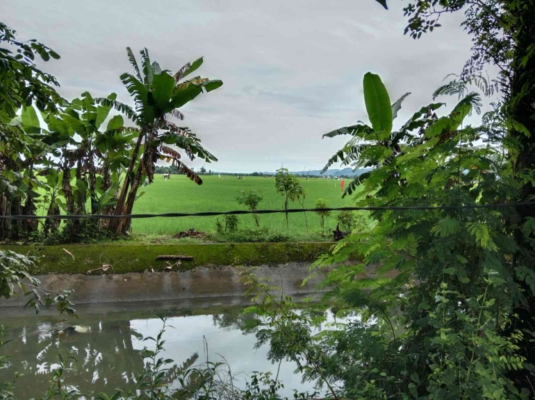 Foto : Ratusan Hektar Sawah di Majanang (Sumber : Dokumen pribadi)