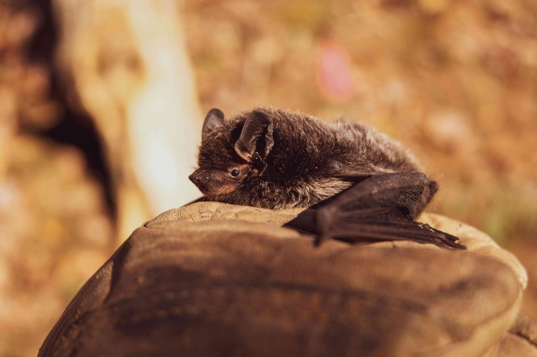 Photo by HitchHike: https://www.pexels.com/photo/selective-focus-photo-of-black-bat-on-brown-stone-3261020/ 