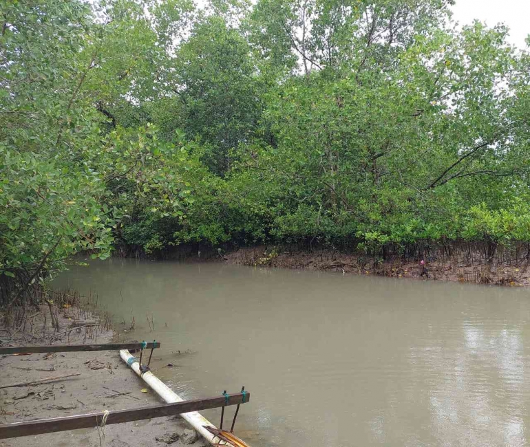 Ekosistem Mangrove Waiheru-Nania (sumber: Koleksi Pribadi)