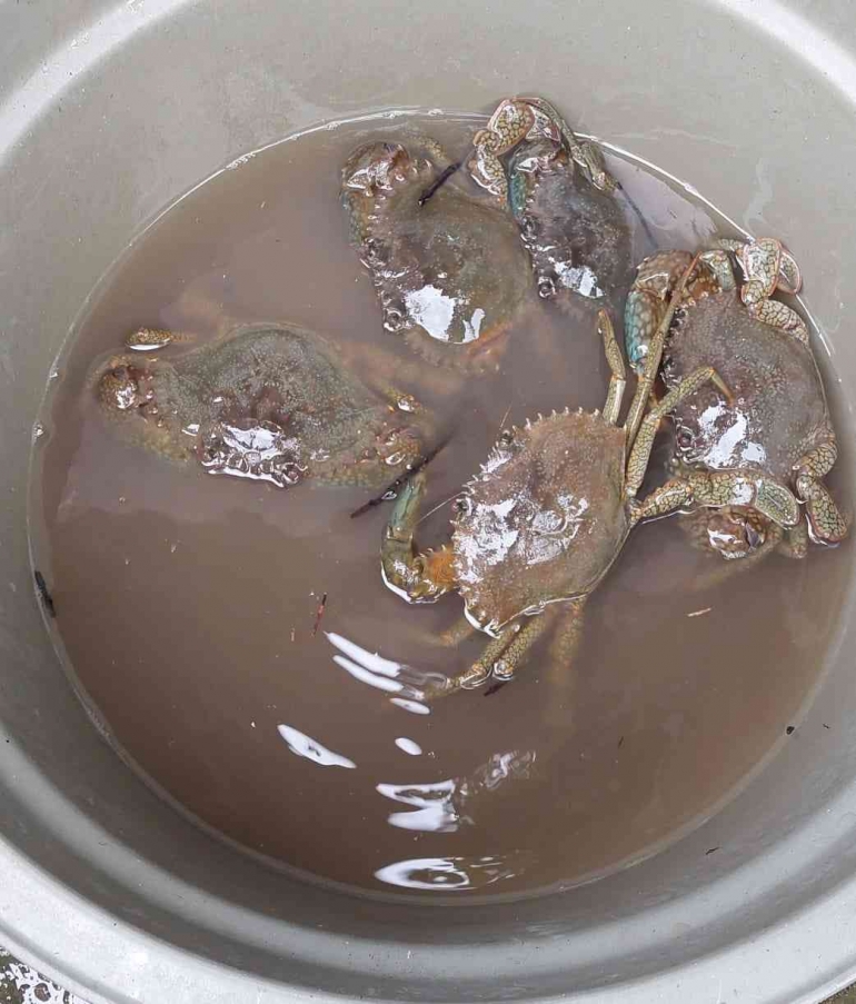 Hasil Tangkapan Kepiting Bakau (Sumber: Koleksi Pribadi