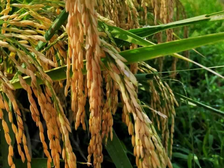 Jenis Padi Inpari Terbaik: Panduan untuk Memilih Varietas yang Tepat ...
