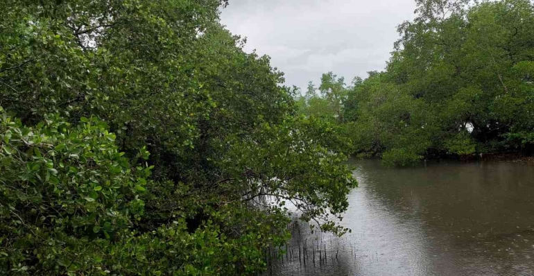 Ekosistem Mangrove Passo (sumber: Koleksi Pribadi)
