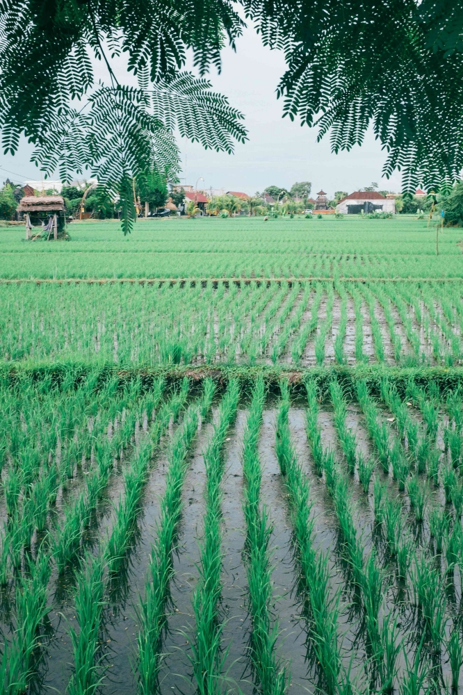 https://www.pexels.com/photo/green-plantation-on-countryside-4913526/