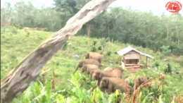 Photo Gajah liar masuk keladang warga masyarakat (youtbe .com)