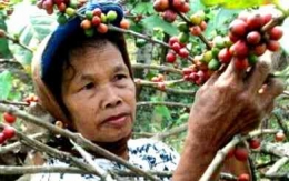 Seorang inang petani sedang memanen kopi Sigararutang (Foto: via harianfikiransumut.com)