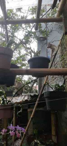 Tamu ekor panjang sedang menikmati bersama buah di kebun belakang rumah (dokpri ) 