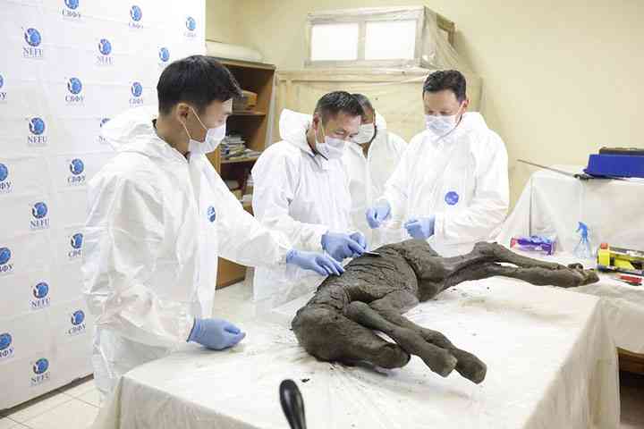 Sumber: Perfectly-preserved ancient foal is shown to the world for the first time (siberiantimes.com)